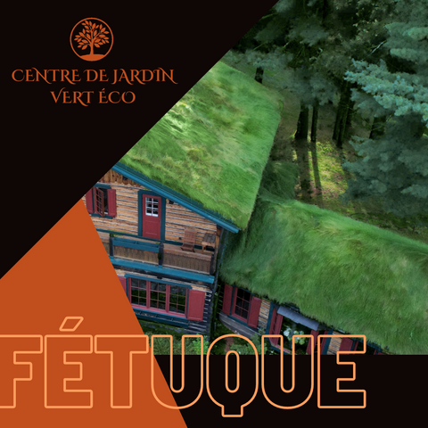 Fétuque | Tourbe