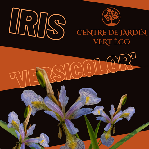 Iris 'versicolore '