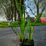 Iris 'versicolore '
